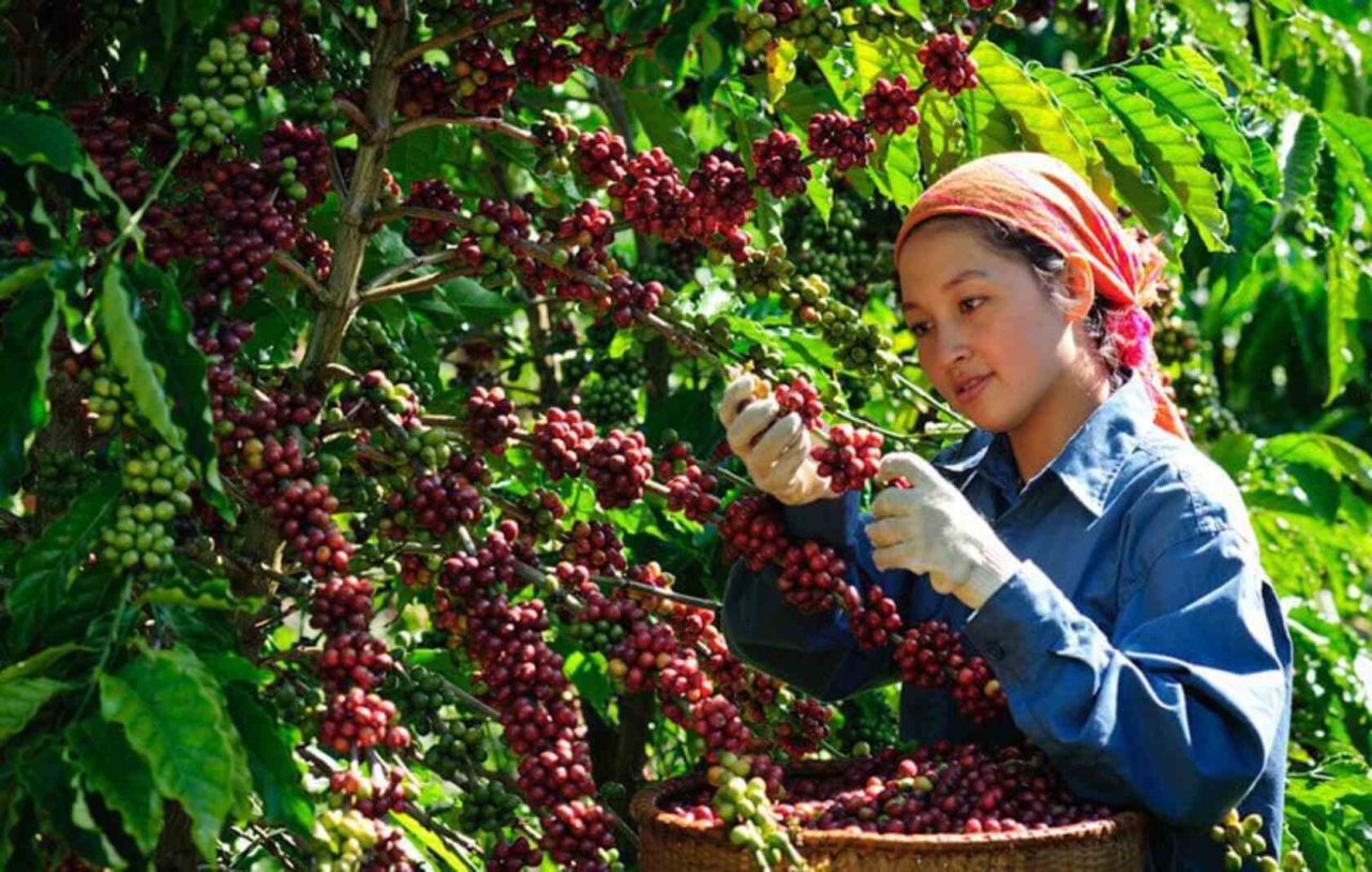 What is special about Vietnamese coffee? 3 Vietnamese Coffee region